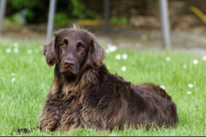 Pet bereavement counselling in Hampshire – gentle support for coping with the loss of a beloved animal companion.