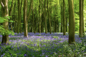Counselling in Hampshire for adults seeking support with stress, anxiety, grief, and personal growth.